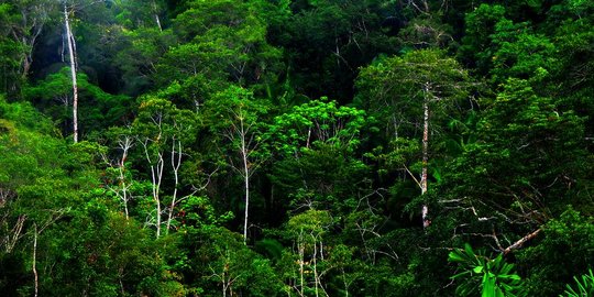 Kenali Hutan Hujan Tropis Indonesia