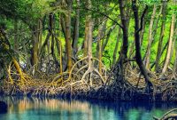 Akar mangrobe