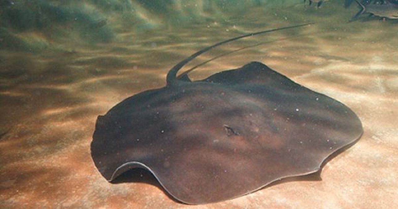 Himantura Chaophraya, jenis ikan terganas di lautan