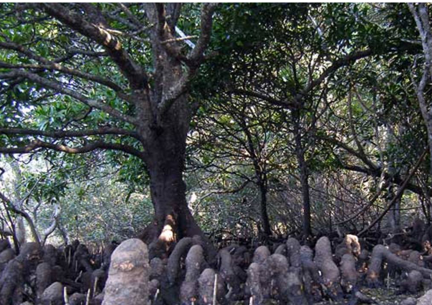 Akar Hutan Mangrove